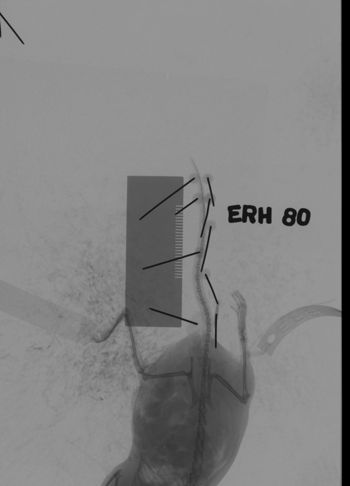 Media type: image;   Mammalogy 69529 Description: Xray of mouse.;